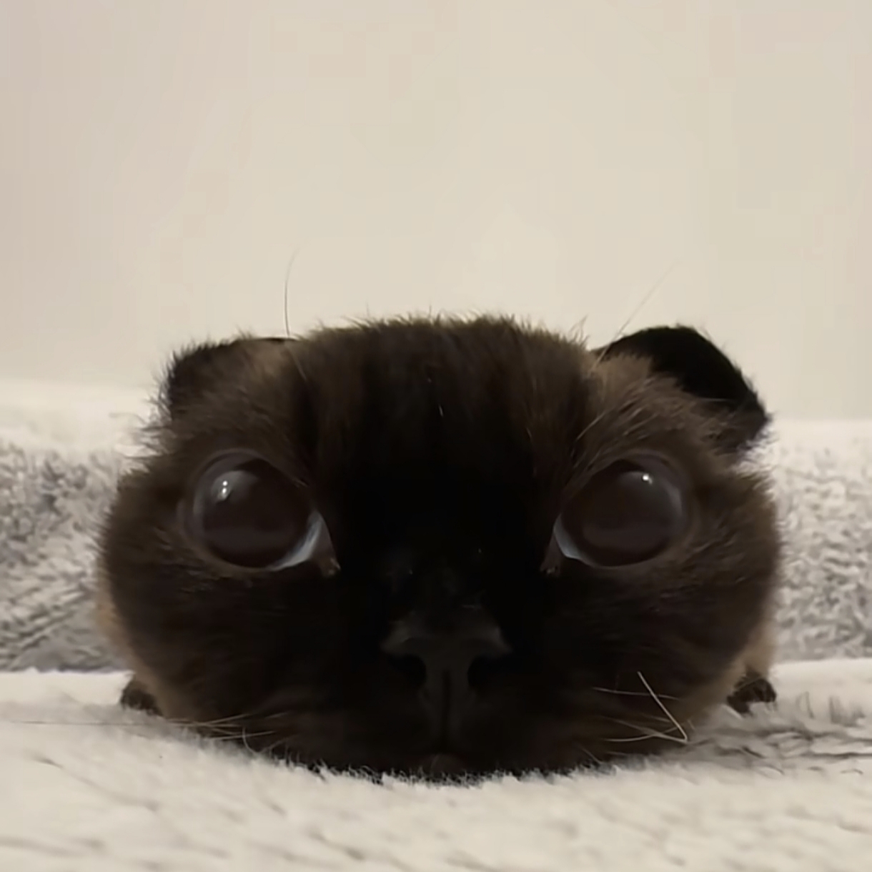 小八